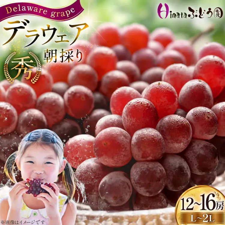 【期間限定発送】 ぶどう 朝採り デラウェア 秀 L～2L 12～16房 約 2kg [Ｈinataぶどう園 山形県 高畠町 tk06ayt190007]