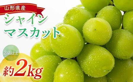 【令和8年産先行予約】 シャインマスカット 約2kg (2房以上) 《令和8年9月頃～発送》 『南陽中央青果市場』 マスカット ぶどう 果物 フルーツ デザート 山形県 南陽市 [1205]
