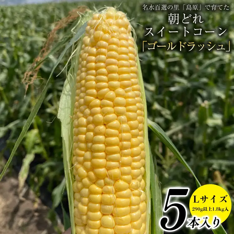 CE280【令和8年度出荷分】 5月下旬から出荷！ 朝どれ スイートコーン L×5本セット(1.8kg入) ～名水百選の里 島原産～