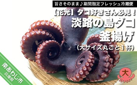 【花光】タコ好きさん必見！淡路の島ダコ釜揚げ（大サイズ丸ごと1杯）【旨さそのまま♪期間限定フレッシュ冷蔵便】