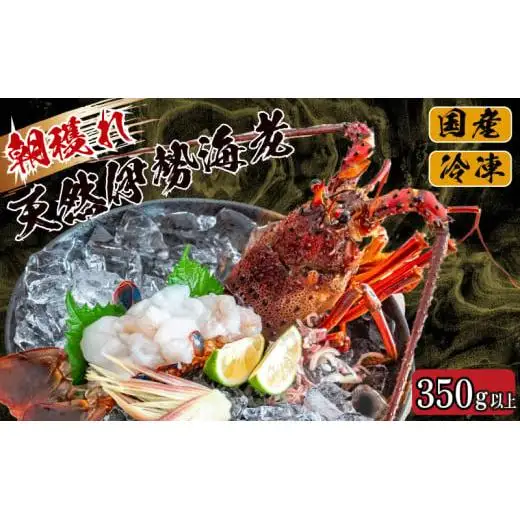 【 伊勢海老 】 訳あり伊勢海老 350g ～ 450g