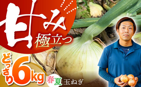 江北町産 たまねぎ 約6kg [HAE008]佐賀 玉ねぎ たまねぎ