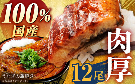 【肉厚ふっくら】国産うなぎ蒲焼き12尾【魚正】HBV004 うなぎ 蒲焼 国産
