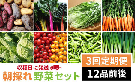 【 全3回 定期便 】【 福岡県 糸島産 】 朝採れ 野菜 セット （ 12品 前後 ） 《糸島》【オーガニックナガミツファーム】 	[AGE024]