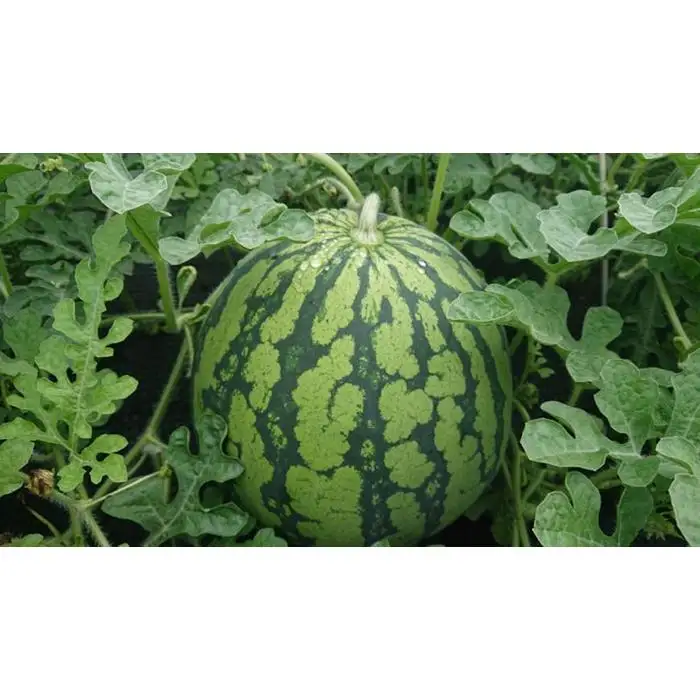 【2026年7月下旬頃から発送予定】【夏季限定】井口農場産　八色原スイカ　大玉１玉｜スイカ