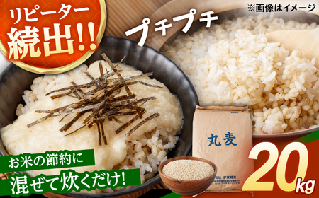 もち麦よりも『ぷりっ』とした弾力 丸麦 (長崎県産) 20kg / 麦 むぎ 雑穀 雑穀米 麦ごはん 麦みそ 麦味噌 米 こめ コメ ※ / 諫早市 / 有限会社伊東精麦 [AHBU001]