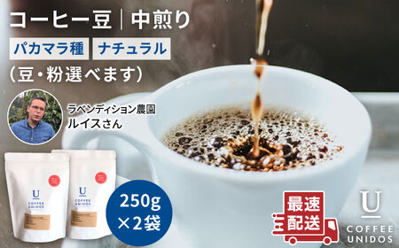 中煎り コーヒー 豆 250g × 2袋 （ 豆 ・ 粉 選べます ） ニカラグア産 ラベンディション農園 マラカツーラ種 ナチュラル 《糸島》 【COFFEE UNIDOS】 [AQF001]