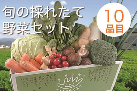 旬の採れたて新鮮野菜セット10品目「新鮮だから美味しい！」