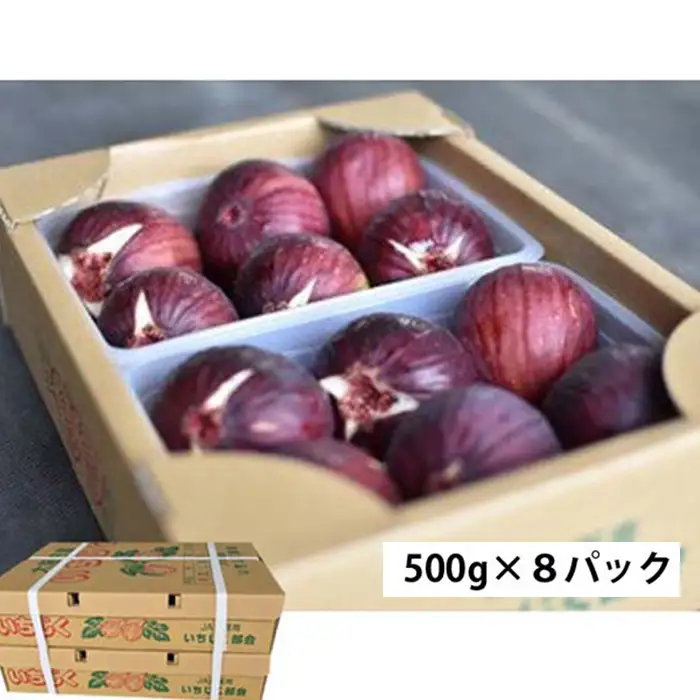 いちじく 朝採り 【2026年配送】　約4kg No.281