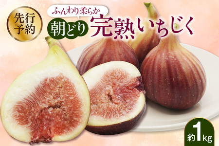 【先行予約】ふんわり柔らか朝どり完熟いちじく