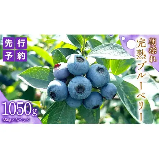 ≪先行予約≫  朝採れ 完熟 ブルーベリー 1,050g （ 350g × 3パック ）【 2026年 6月上旬頃より発送開始 】