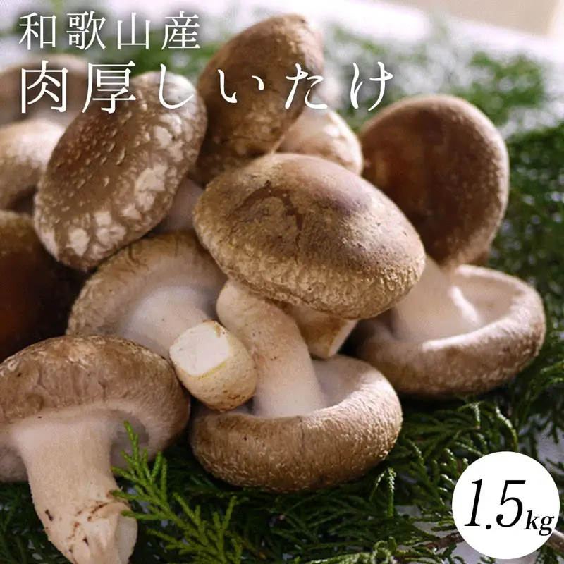 DM6001n_最高級 肉厚椎茸 清流椎茸 1.5kg【しいたけ シイタケ 椎茸 生椎茸 国産 和歌山産】