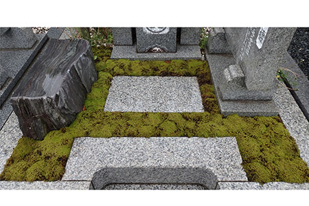 スナゴケで墓地緑化１㎡