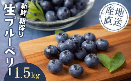 果物 ＜生産者直送＞新鮮朝取り生ブルーベリー1.5kg ｜ ブルーベリー 果物 フルーツ