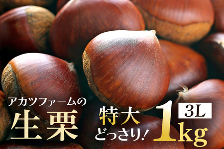 アカツファームの生栗 特大 3Lサイズ 1kg GA-002