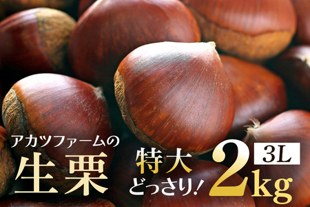アカツファームの生栗 特大 3Lサイズ 2kg GA-003