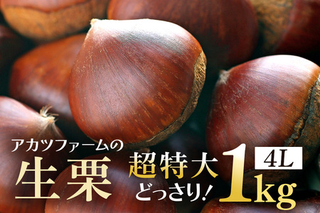 アカツファームの生栗 超特大 4Lサイズ 1kg GA-004