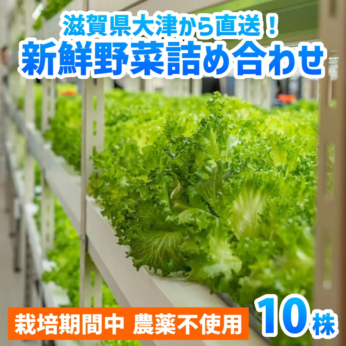 滋賀県大津から 直送 ！ 新鮮 野菜 詰め合わせ（栽培期間中農薬不使用）[BF001] / セット