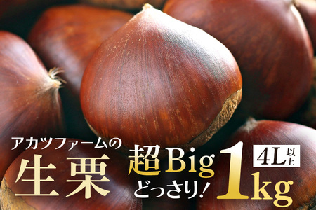 アカツファームの生栗 超特大 メガマロン 4Lサイズ以上 1kg GA-006