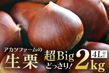 アカツファームの生栗 超特大 メガマロン 4Lサイズ以上 2kg GA-007