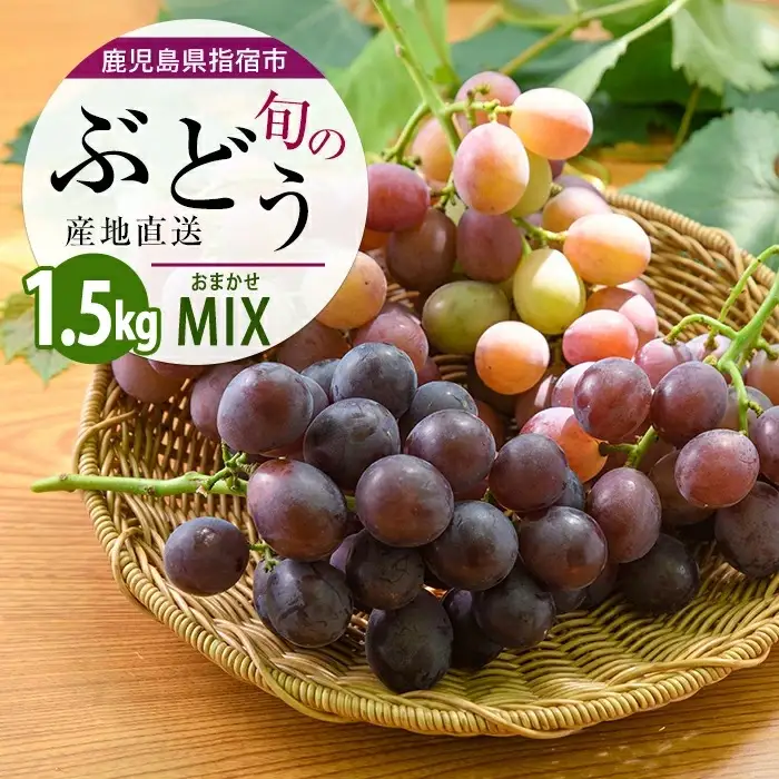 2026年7月上旬～順次発送 迫田果樹園のぶどう 指宿産ぶどうのおまかせミックスセット約1.5kg 迫田果樹園 IB064-002 ぶどう ぶどう