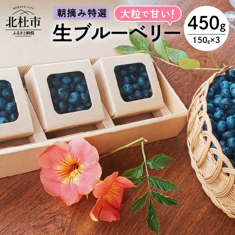 【2026年先行予約】大粒で甘い！生ブルーベリー3箱セット  [h185]