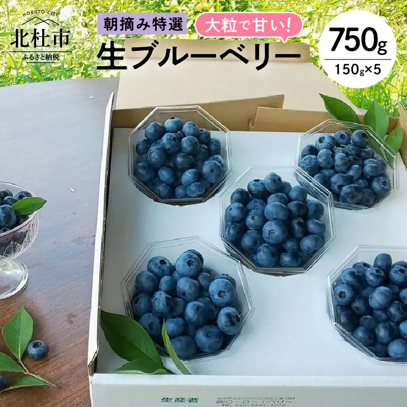 【2026年先行予約】大粒で甘い！生ブルーベリー5パックセット  [h185]
