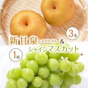 【先行予約】新甘泉3玉とシャインマスカット1房 ※8月下旬～9月中旬頃に順次発送予定 【シャインマスカット 葡萄 ぶどう フルーツ 果物 くだもの 梨 なし 新甘泉 しんかんせん セット 鳥取県 北栄町 おすすめ 人気】