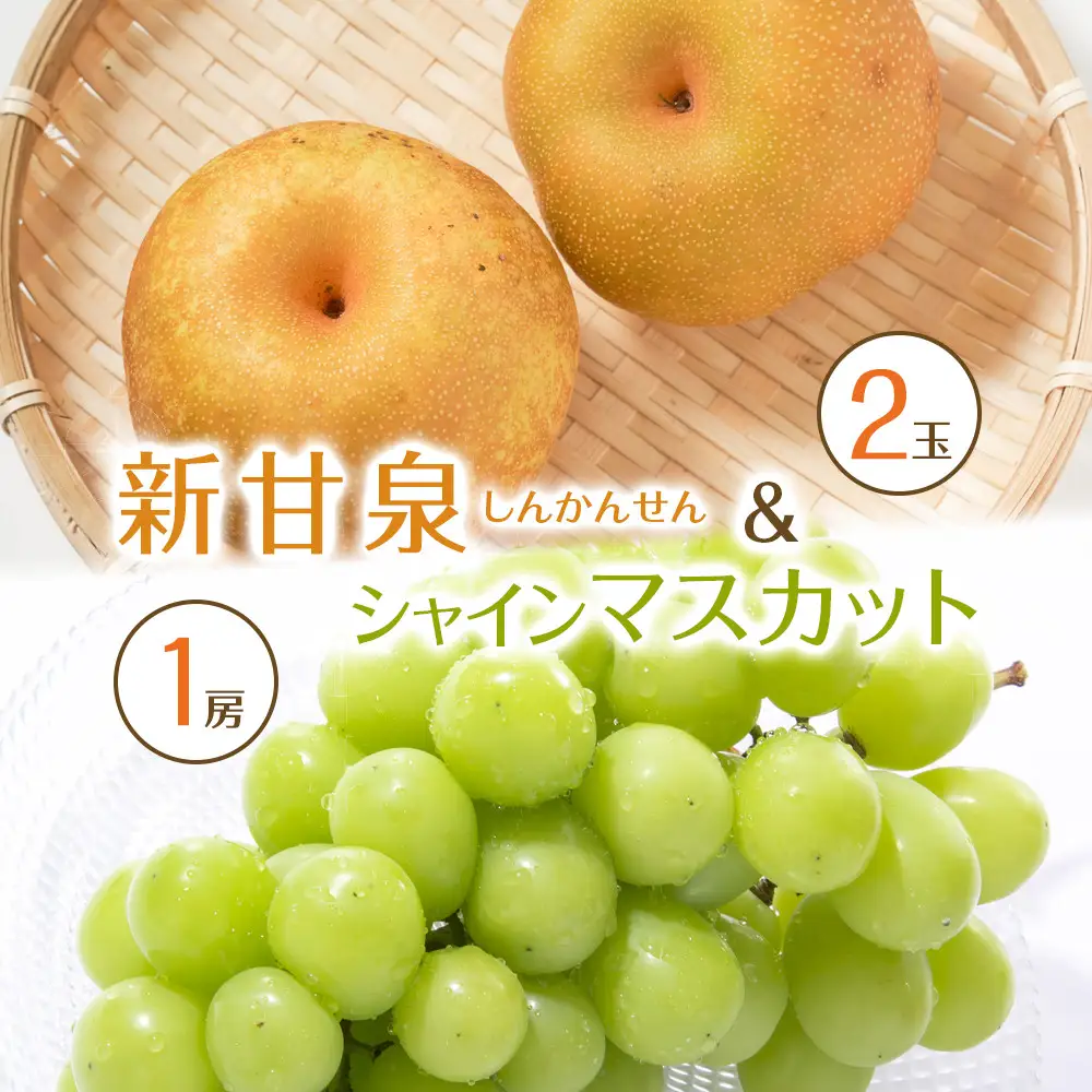 【先行予約】新甘泉2玉とシャインマスカット1房 ※8月下旬～9月中旬頃に順次発送予定  梨 シャインマスカット