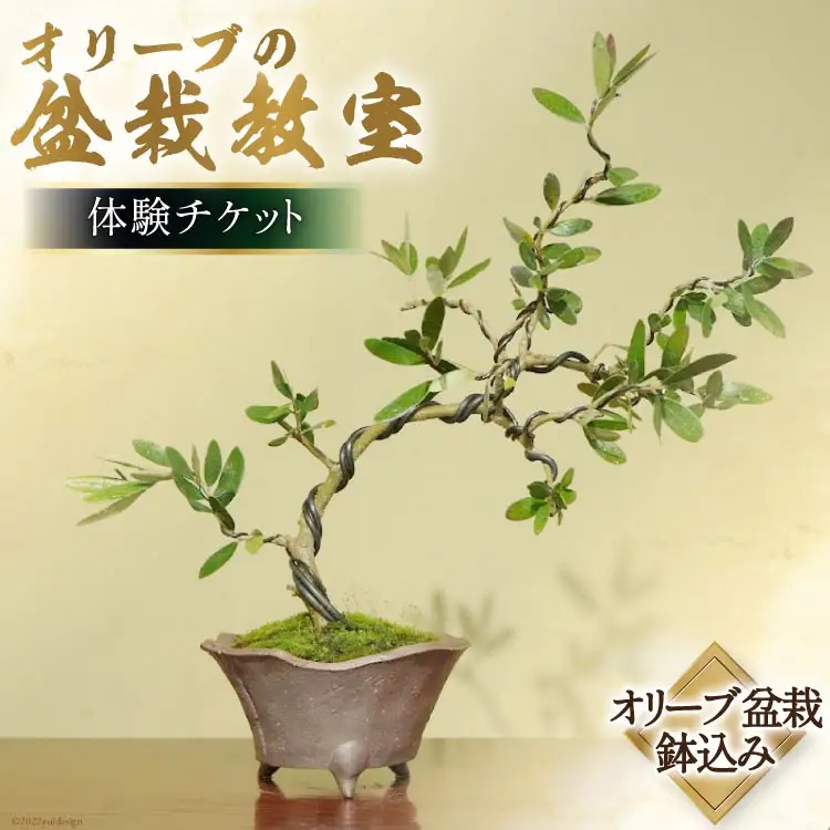 オリーブの盆栽教室 体験チケット 手作り 観葉植物 インテリア 癒やし 緑 [秋山園 山梨県 韮崎市 20742994]