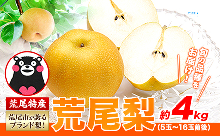 梨 荒尾梨 約4kg 旬の品種 熊本県産 なし 幸水梨 豊水梨 あきづき 新高梨 甘太 新興梨 あたご梨 秋麗【着日指定不可】《2026年8月下旬‐11月中旬頃出荷》フルーツ 果物
