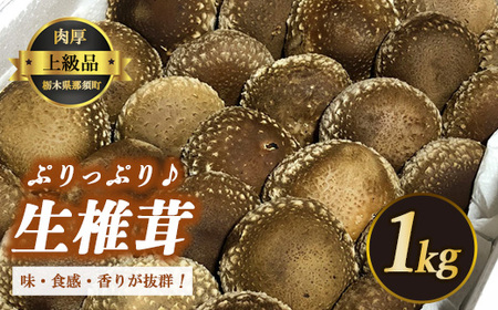 生しいたけ 冷蔵 那須町 〔B-25〕