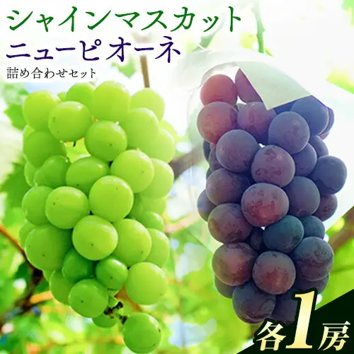 訳あり ニューピオーネ シャインマスカット 詰合せ 約1.2kg
