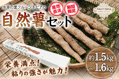 自然薯 セット