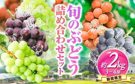 先行予約 旬のぶどう詰め合わせセット 約2kg