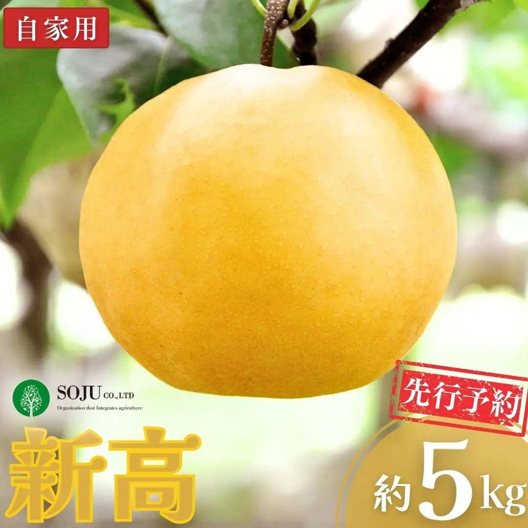 先行予約 和梨 新高 自家用 約5kg 令和8年度 新潟県産