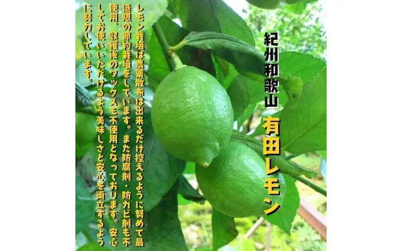 【国産】紀州和歌山 有田レモン 3kg+200g(痛み補償分) ※2026年9月下旬～2027年3月下旬に順次発送【ard032B】