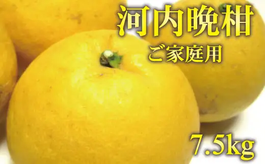 【2026年4月中旬～6月下旬発送】【和製グレープフルーツ】有田育ちの河内晩柑(ご家庭用)　7.5kg【ard029C】