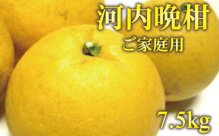 【2026年4月上旬発送】【グレープフルーツ】有田育ちの河内晩柑 約7.5kg 和製 フルーツ 家庭用 和歌山県産【ard029C】