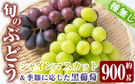 ≪先行予約受付中！2026年8月中旬以降順次発送≫  シャインマスカット・黒ぶどうセット(計2房・約900g) 国産 鹿児島産 シャインマスカット マスカット 葡萄 ぶどう ブドウ クインニーナ ナガノパープル BKシードレス 果物 くだもの フルーツ 旬【大倉野 隆】_y377