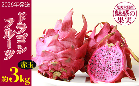 最終！★健康と美容に★奄美大島産　レッドドラゴンフルーツ3キロ 奄美大島産ドラゴンフルーツ 3kg - あたり果樹園