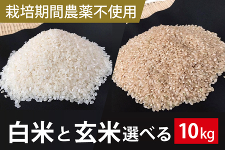 BI-61　【2026年9月下旬より順次発送】★栽培期間農薬不使用★こしひかり 10kg（白米または玄米）