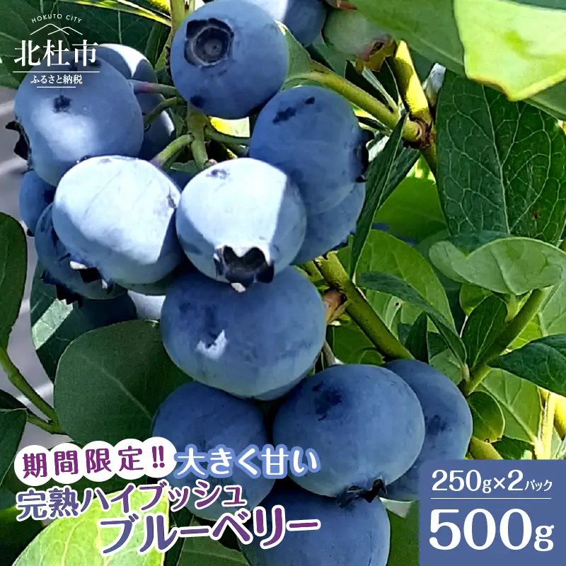 【2026年先行予約】大きく甘い、完熟ハイブッシュブルーベリー 500g（250g×2パック） ベリー [h186001]