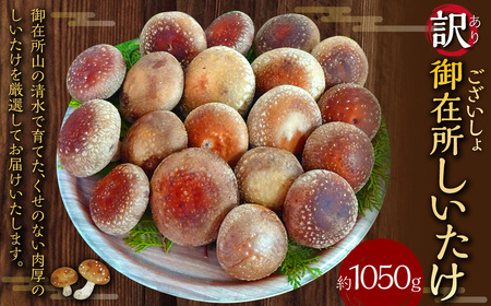 訳あり 御在所しいたけ（約350g×3）