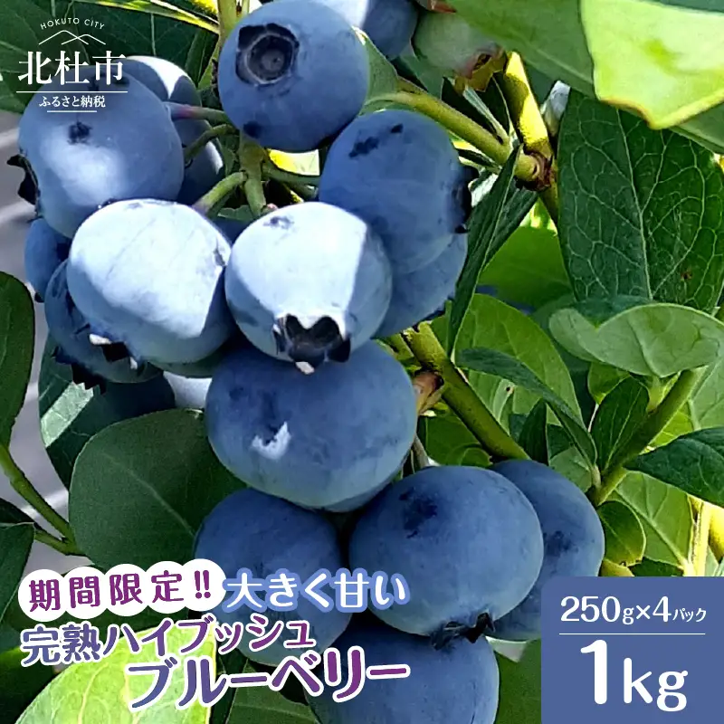 【2026年先行予約】大きく甘い、完熟ハイブッシュブルーベリー 1kg（250g×4パック） ベリー [h186002]