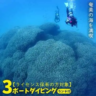 ダイビング 奄美の海を満喫　３ボートダイビング（ランチ付き）【ライセンス保有の方対象】 
