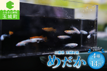 三重県玉城町産 めだか 4種 14匹 [魚 観賞用]