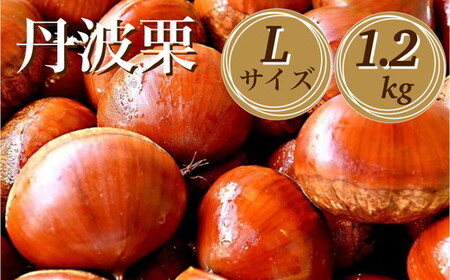 丹波栗 Lサイズ 1.2kg ＜丹波四季菜料理 宮本屋＞栗