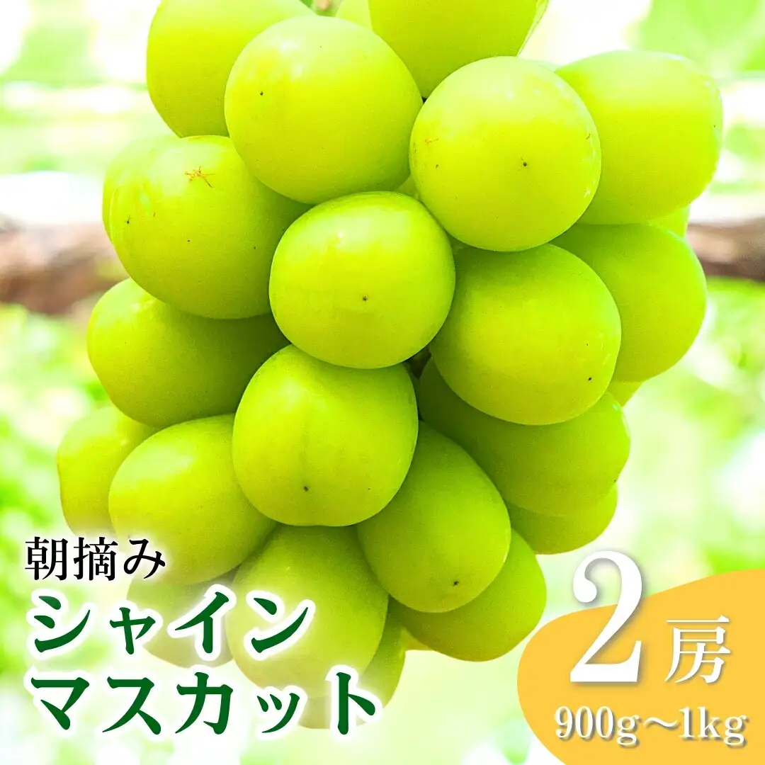 【2026年先行予約】シャインマスカット 朝摘み 約900g ~ 1kg（2房） 葡萄 ブドウ 白ぶどう 朝採り 種無し 種なし 皮ごと 千曲市 長野県 信州｜ シャインマスカット
