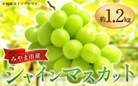 A8 【2026年9月中に順次発送予定】シャインマスカット 約1.2kg マスカット ぶどう 葡萄